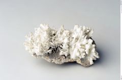 Foto von Aragonit (Eisenblüte) (NHMW-MIN-Aa944)